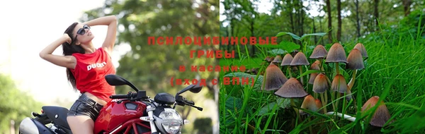 сатива Вязники